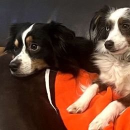 Gigi - Blue merle Miniature Australian Shepherd puppy in Hartselle, Alabama from ELSRi’s Crimson Cross Mini Aussies