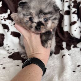 Boy 2 - Blue merle male Pomeranian puppy in Newalla, Oklahoma from Classy Poms