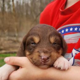Rosie - Red tri-color female Australian Shepherd puppy in Cable, Ohio from Resolute Aussies