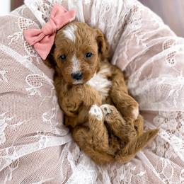 Penelope - Rose collar girl - Apricot female Cavapoo puppy in Melbourne, Florida from Space Coast Doodle Co.