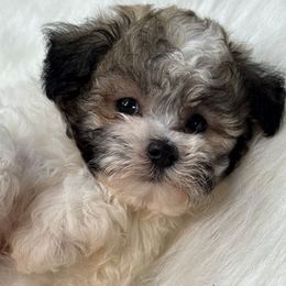 Bernardo - Parti male Maltipoo puppy in Lebanon, Kentucky from Mosaic Merle Doodles