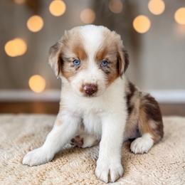 Winston Clontz - Red merle male Australian Shepherd puppy in Statesville, North Carolina from Charming Australian Shepherds