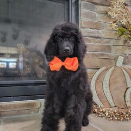 Poodle Puppies from McPoodle Dog Ranch