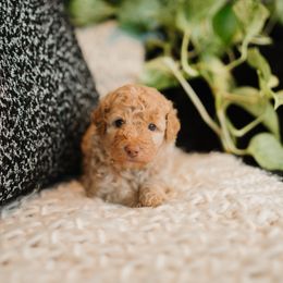Sand Dune - Apricot male Aussiedoodle puppy in Inman, South Carolina from Dark Corner Doodles