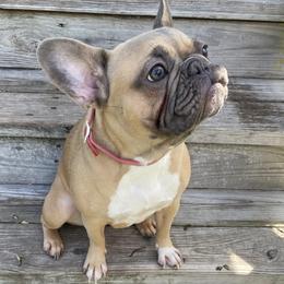 French Bulldog All Grown Up from French Bulldog Houston