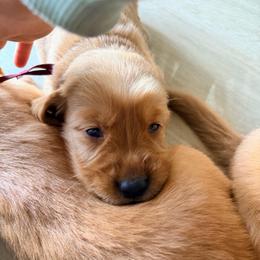 Burgundy - Dark golden male Golden Retriever puppy in Smithfield, Utah from Golden Palms Puppies
