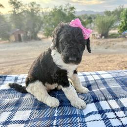 Athena - Parti female Poodle puppy in Meadowbrook, California from Standard Poodle Pups