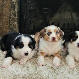 Australian Shepherds from Azura Aussies