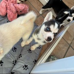 Darcy - Black and white female Pomsky puppy in Mannington Township, New Jersey from Little Husky Hutt