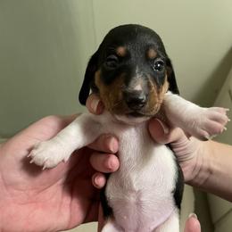 Dachshund Puppies from Hursh’s Hounds