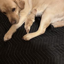 Black Female Available - Black female Labrador Retriever puppy in Hawarden, Iowa from Sioux River Retrievers