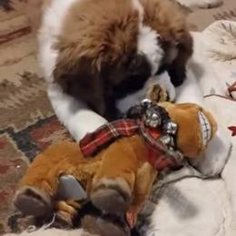 Lime Green Collar - Mahogany and white female Saint Bernard puppy in Double Springs, Alabama from St Bernard Kingdom, LLC