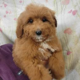 Clearance - Apricot male Goldendoodle puppy in Milwaukwe, Wisconsin from Wisconsin Doodles
