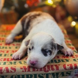 Latch x Lassie - Boy 4 - Red merle - Red merle male Border Collie puppy in Minden, Iowa from Rocking N Registered Border Collies & Labradors