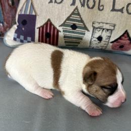Smooth Coat Male 1 - White and tan male Russell Terrier puppy in Ocala, Florida from Rivermont Farm