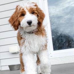Ron - Goldendoodle