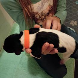 Girl 4 orange - Black and white female German Shorthaired Pointer puppy in Riverdale, Michigan from Ninemire Farm