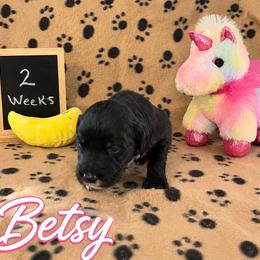 Betsy - Black and white female Sheepadoodle puppy in Glen Rose, Texas from Clevenger’s Sheepadoodle Fur Baby Farm
