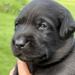 Lord of Greyhaven - Black male Labrador Retriever puppy in Richmond, Maine from King K9 Academy