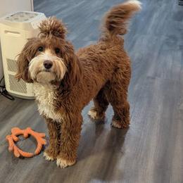 Pearl - Goldendoodle