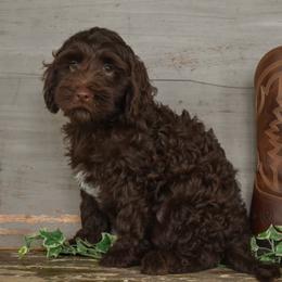 Jude - Gray Collar - Chocolate male Goldendoodle puppy in Macedon, New York from Toodles Goldendoodles