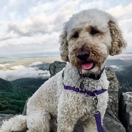 Goldendoodle, Poodle, and Sheepadoodle All Grown Up from Brewer's Goldendoodles & Sheepadoodles