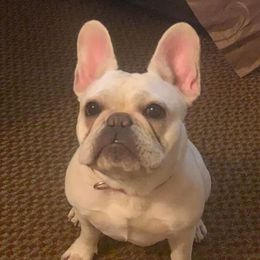Lola - French Bulldog