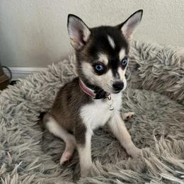 Girl 4 - Black and white female Alaskan Klee Kai puppy in Beverly Hills, Florida from Lucky Charm Klee Kai