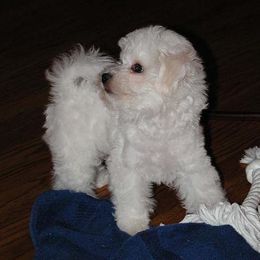 Bichon Frise Puppies from Destiny Bichons