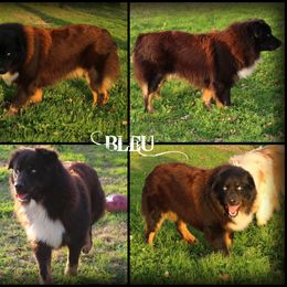 Bleu - Australian Shepherd
