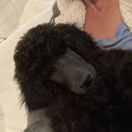 Poodle Puppies from Topsail Breeders