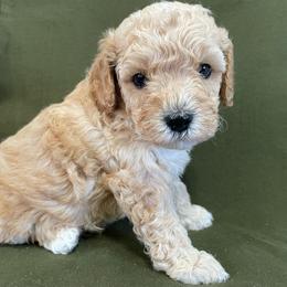 Boy 5 - Red male Cavapoo puppy in Palm City, Florida from Cookies & Cream Sundae