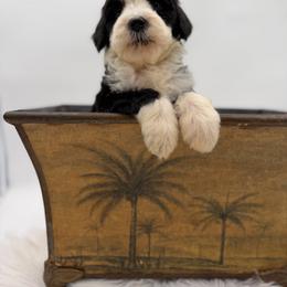 Sol - Black and white male Bernedoodle puppy in Ocala, Florida from Bernedoodles of Florida
