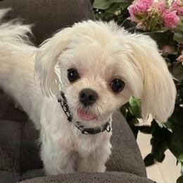 Kami - Maltese