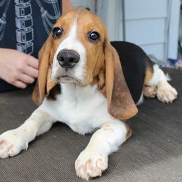 Beagles, Poodles, and Portuguese Podengo Pequenos from DK's Pups