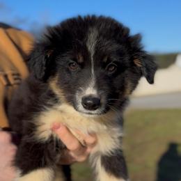 Odin - Boy 4 - Black & white male Miniature Australian Shepherd puppy in Murfreesboro, Tennessee from Norby's Mini Aussies