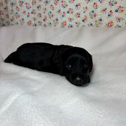 Gus - Black male Dachshund puppy in Mountain Grove, Missouri from Happy Hounds