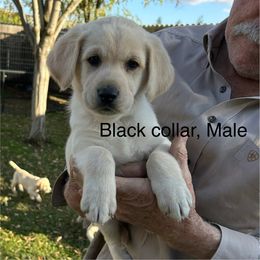 Black collar, Male 1 - Cream male Cavapoo puppy in Lemoore, California from Linda's Puppies