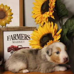 Australian Shepherd Puppies from Haulin' Auss Shepherds