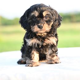 Winnie - Black and tan female Cavapoo puppy in Lawton, Oklahoma from Lindsey’s Cavies
