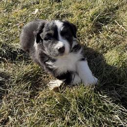 Tess - Black tri-color female Australian Shepherd puppy in Plain City, Utah from Lost Creek Aussies