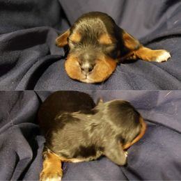 Cavalier King Charles Spaniel Puppies from Southern Edge Kennel