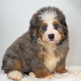 Trek (socialization program student) - Merle male Bernedoodle puppy in Dundee, Ohio from Down Home Doodle