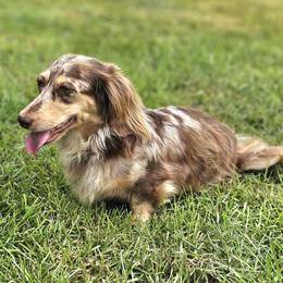 Maddie - Dachshund