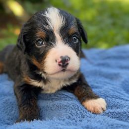 Mrs. Beaver - Tri-color female Bernedoodle puppy in Travelers Rest, South Carolina from Bernedoodle.do