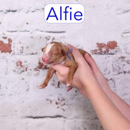 Alfie - Red male Cavapoo puppy in Calhoun, Georgia from Happy Top Doodles