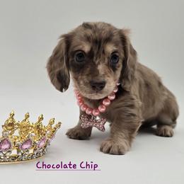 Chocolate Chip - Dapple female Dachshund puppy in Nine Mile Falls, Washington from River Run Doxies