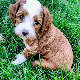 Bella - Red  female Goldendoodle puppy in Bountiful, Utah from Red Brick Doodles