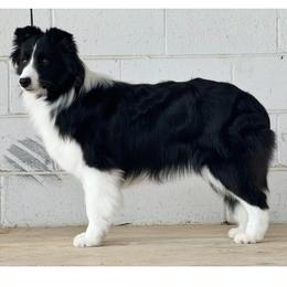 Saylor - Black female Border Collie puppy in Dunn, North Carolina from Coylety Kennel