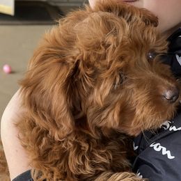 German Shepherd and Goldendoodle All Grown Up from Kraften K9